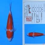 kohaku