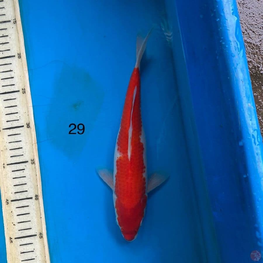 kohaku 29cm 