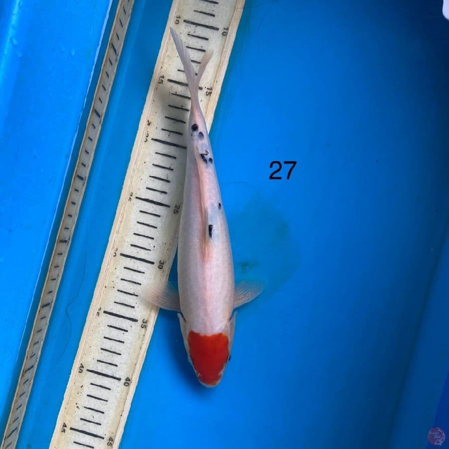 tancho sanke 27cm