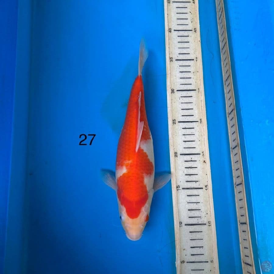 kohaku 27cm 