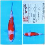 Matsue kohaku