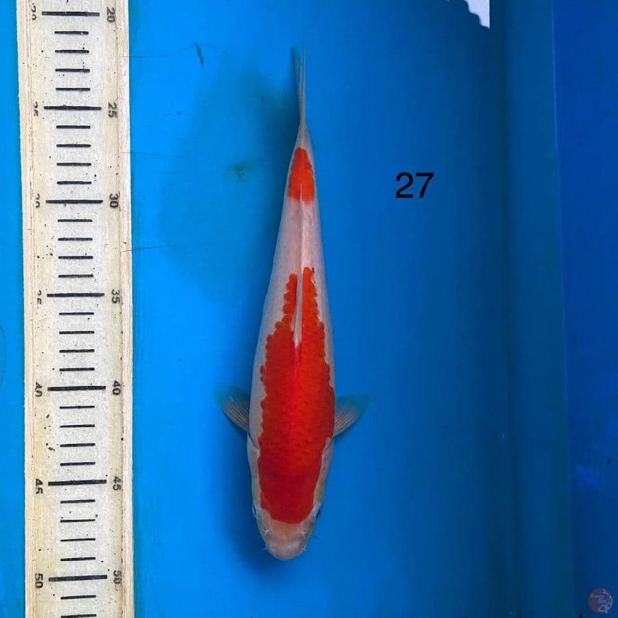 kohaku 27cm 
