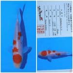 matsue kohaku
