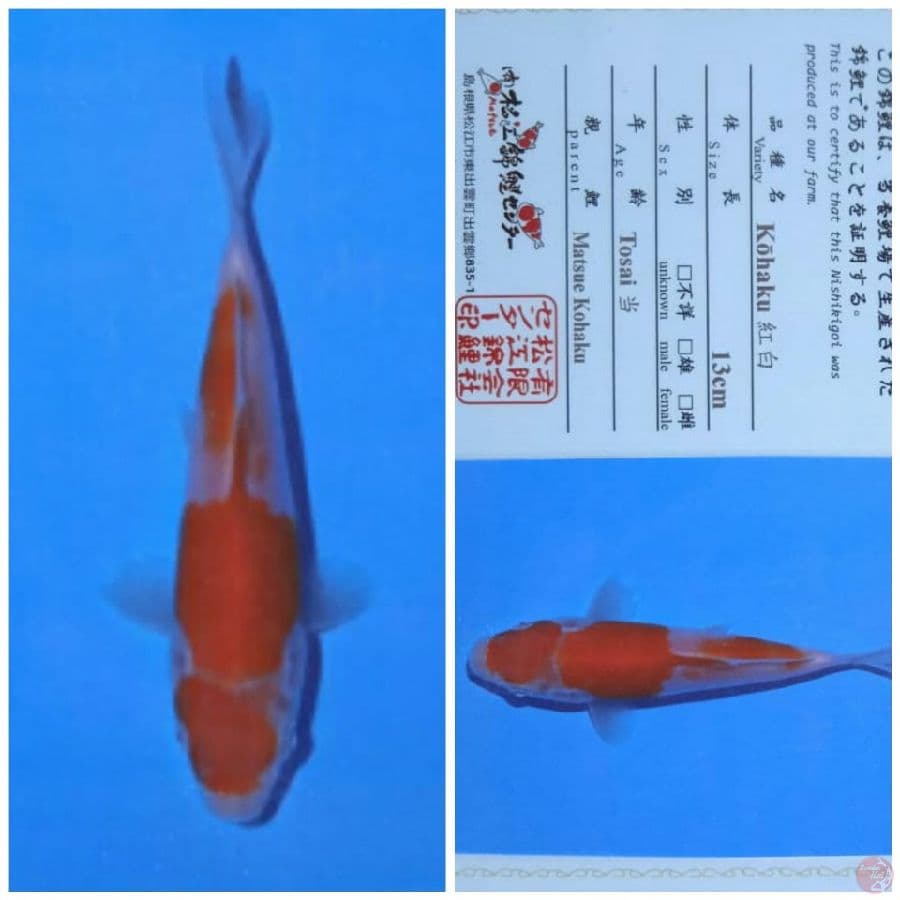 matsue kohaku