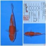 matsue kohaku