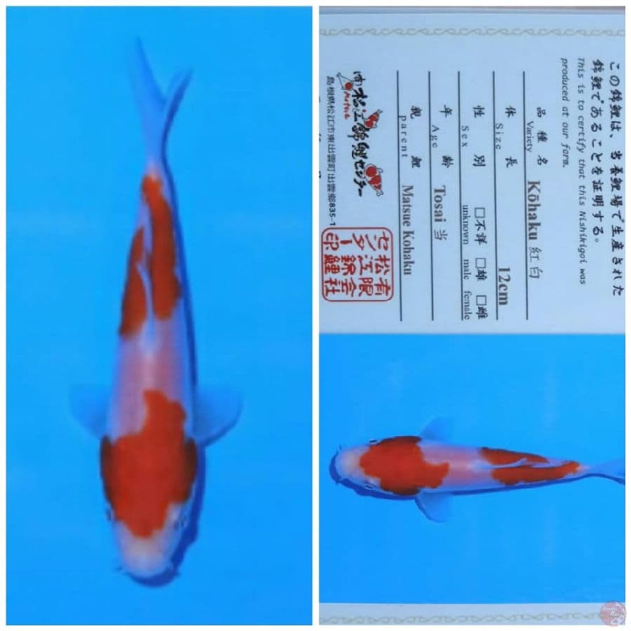 matsue kohaku