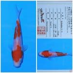 matsue kohaku