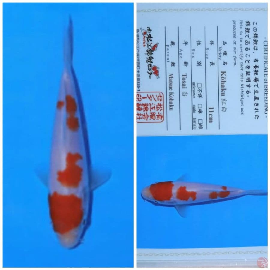 matsue kohaku