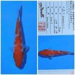matsue kohaku