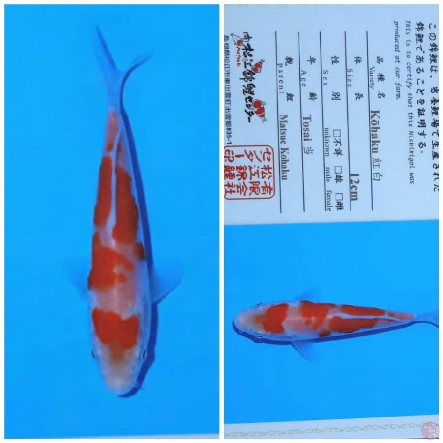 matsue kohaku