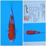 matsue kohaku