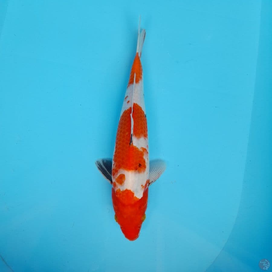Showa 27 Cm