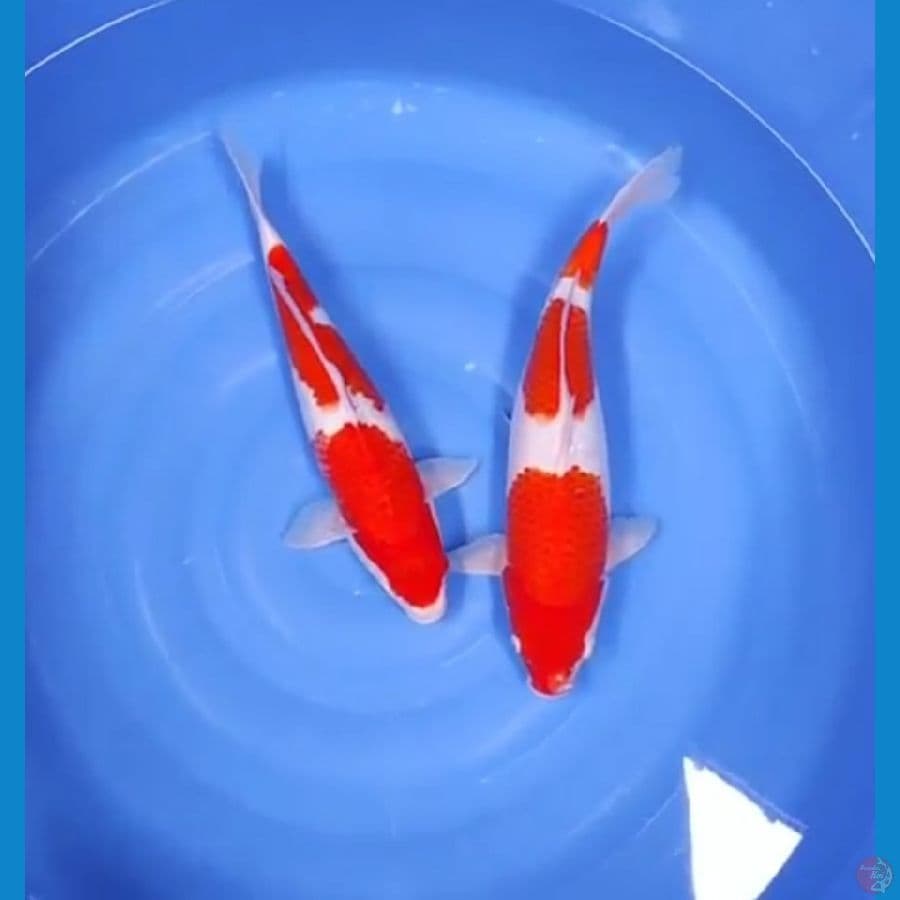 40 43 cm - KOHAKU STEP