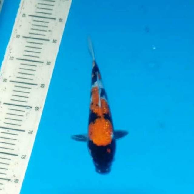 28cm ginrin
