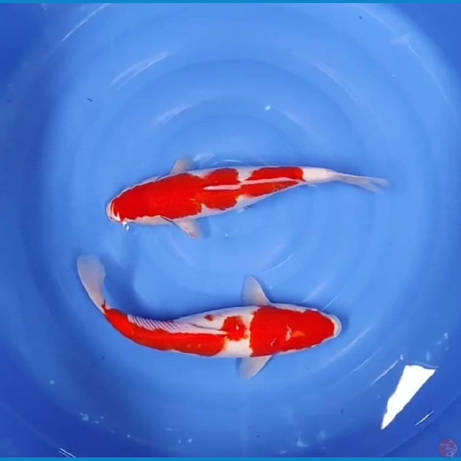 40 CM - KOHAKU STRONG