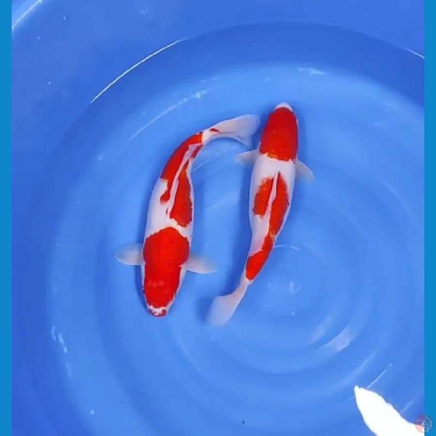 40 CM - KOHAKU STEP