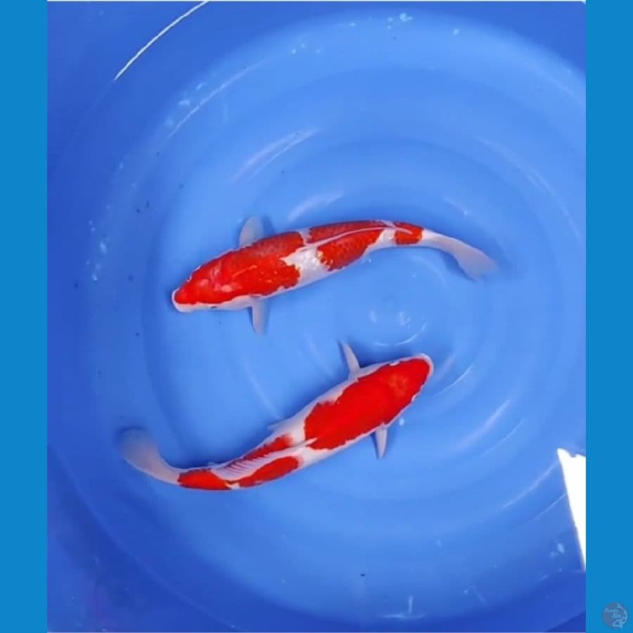 40 CM - KOHAKU STEP ORI