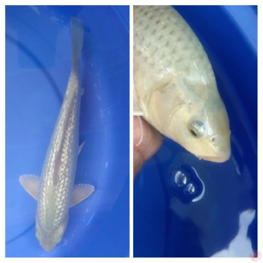 Soragoi gindrin punuk 31cm jantan