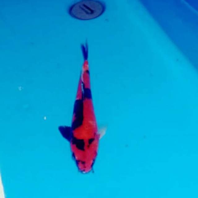 Showa merah 29cm