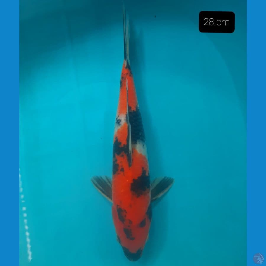 showa 28 cm