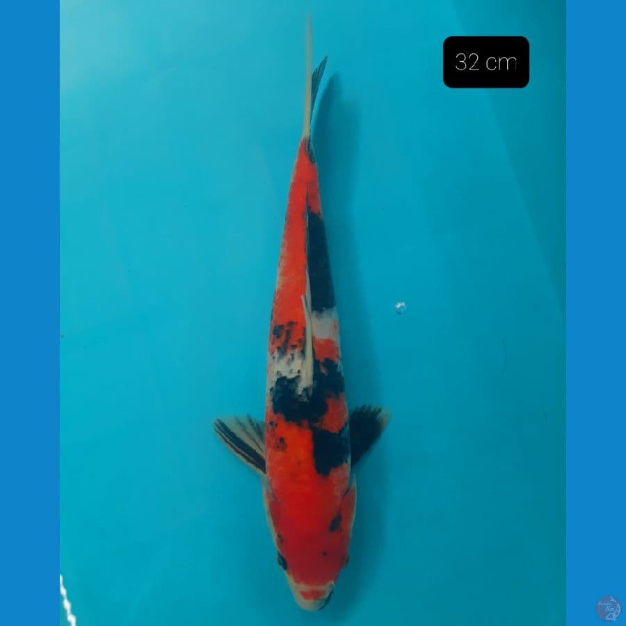 showa 32 cm