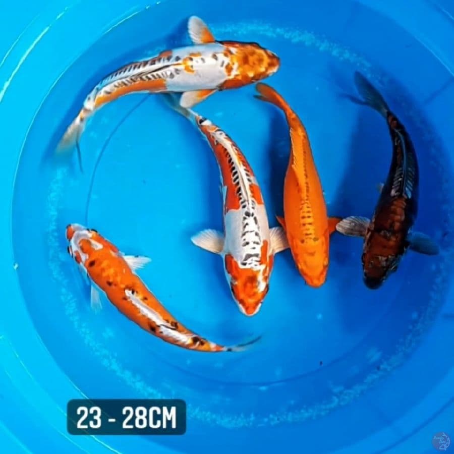 Kikokuryu
