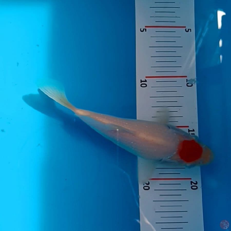 TC SB 15 CM 
