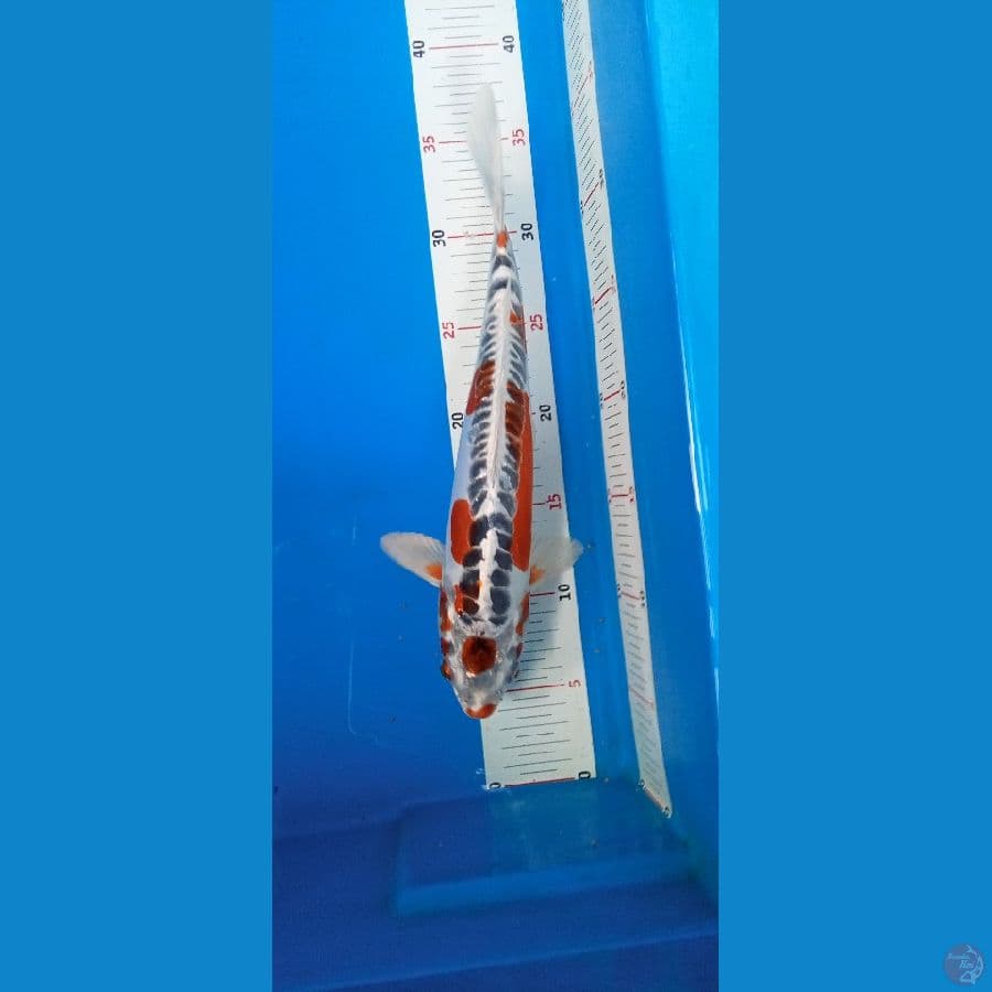 Maruten kiko 31cm