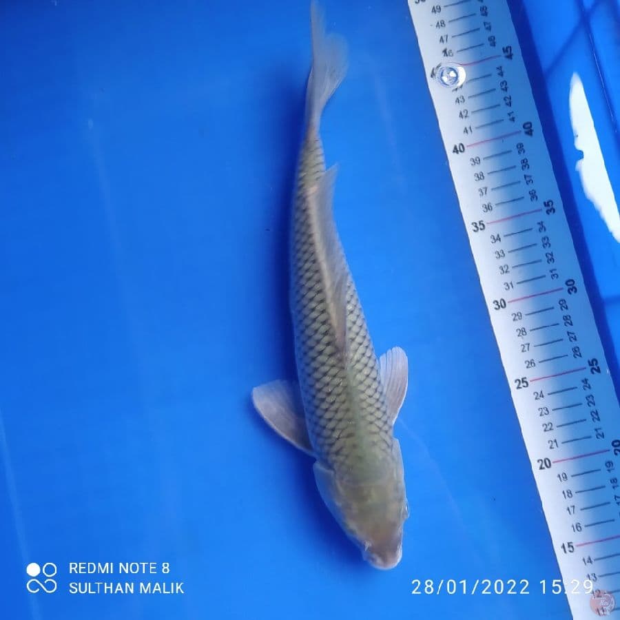 soragoi 33 cm male