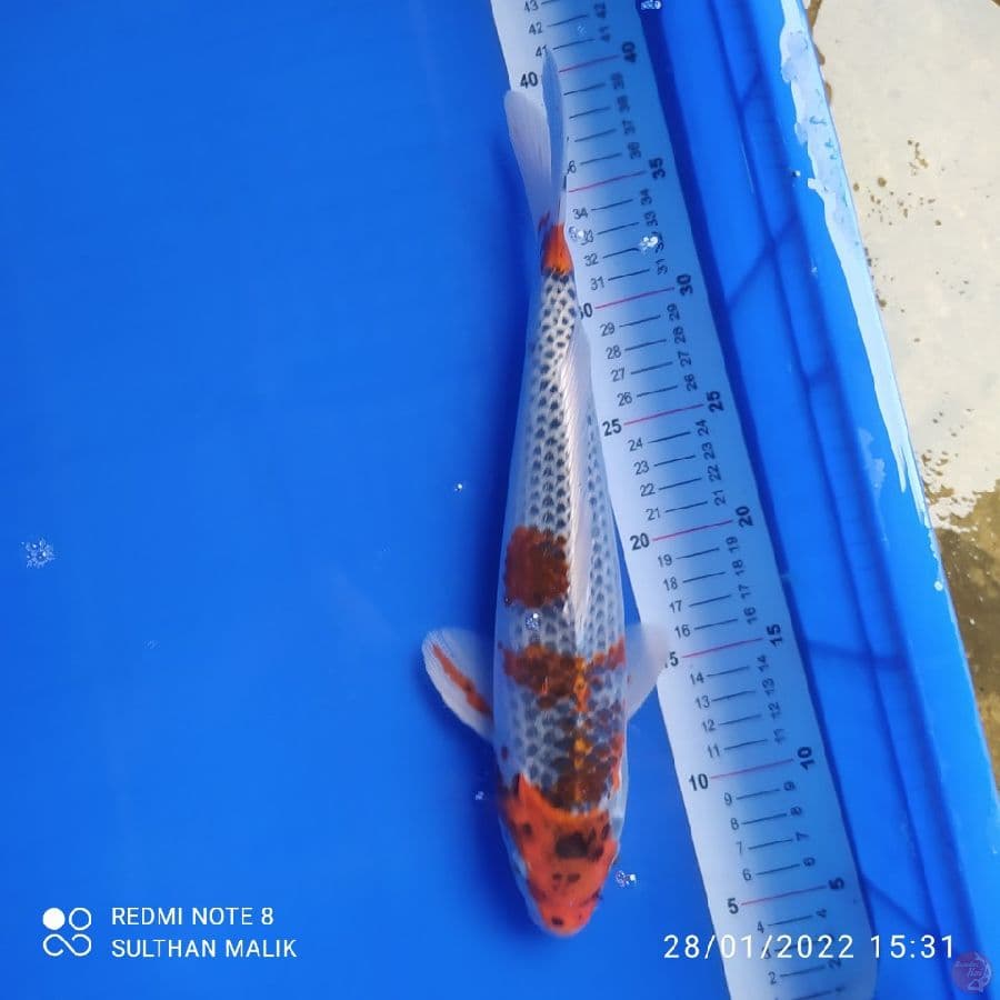 goshiki 33 cm male