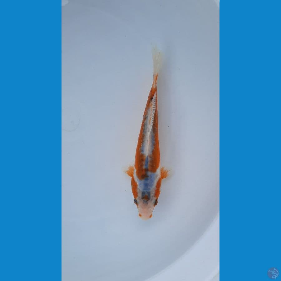 baby shusui 16cm