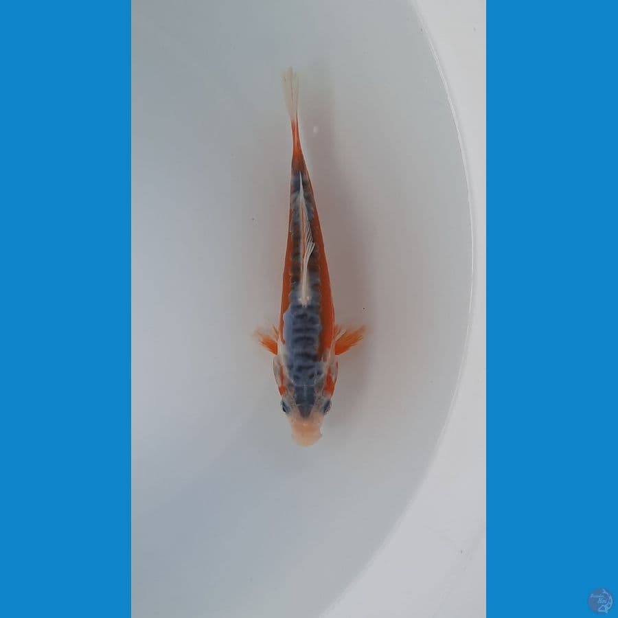 baby shusui 14cm