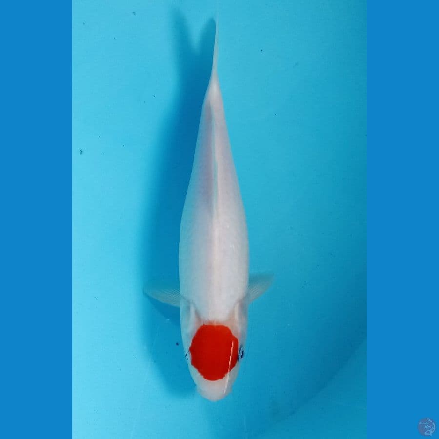 tancho kohaku