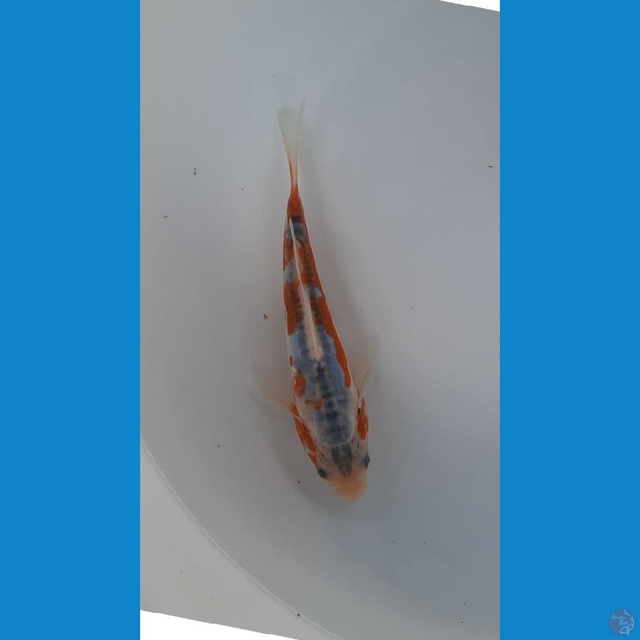 baby shusui 15cm