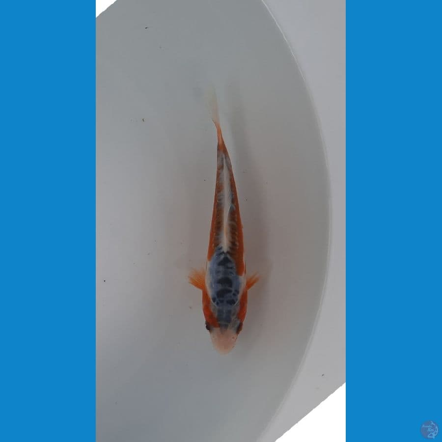 baby shusui 13cm