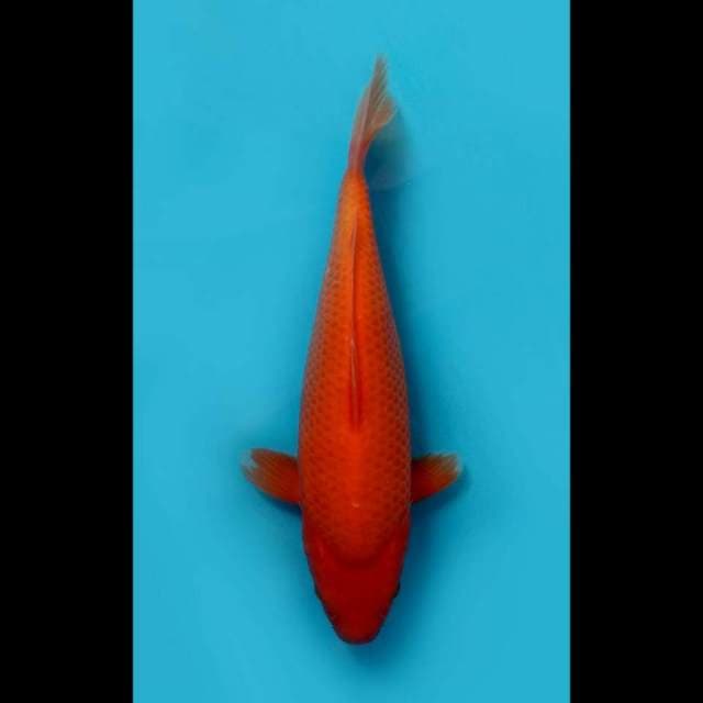 (35cm)  AKA HAJIRO BERSIH - TOSAI 