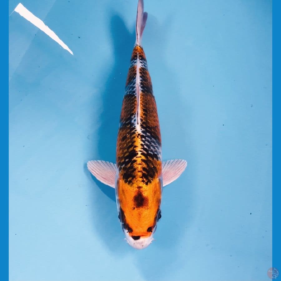 kujaku, 27 cm