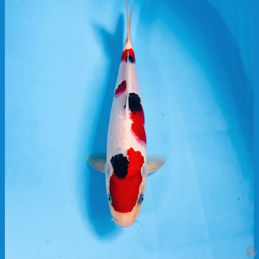sanke, 27 cm