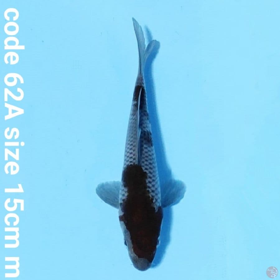 ochiba shigure SQ