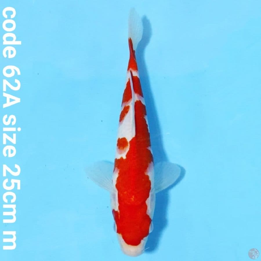 kohaku beni tebal