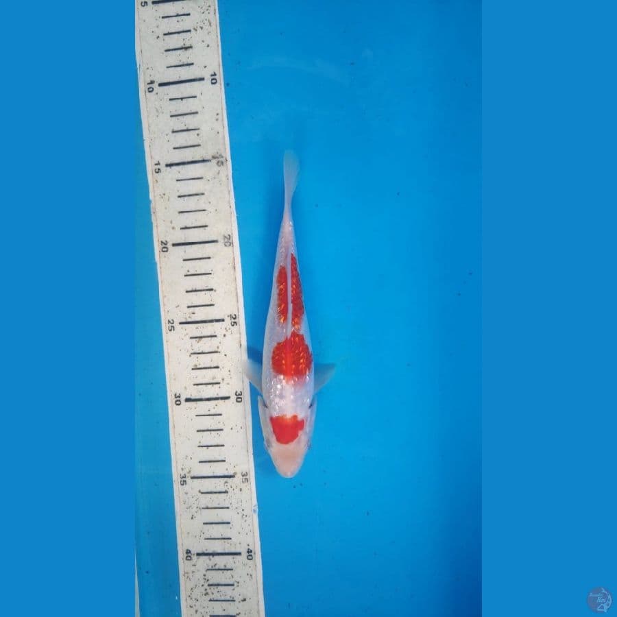 kohaku gindrin 19cm