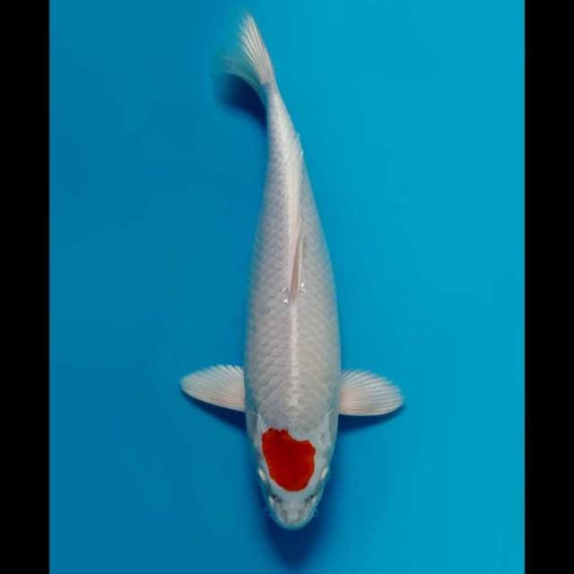 (31cm) TANCHO HIKARI ORIGINAL -TOSAI 