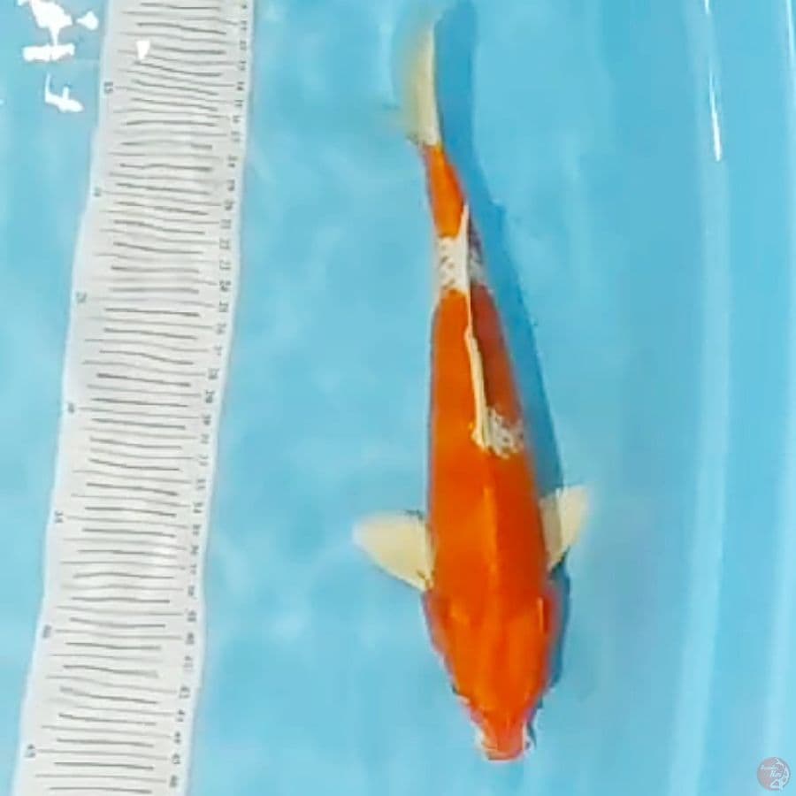 kujaku
