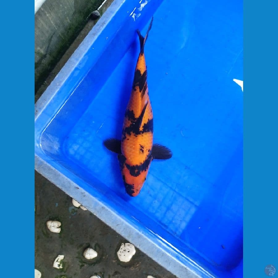 hiutsuri 30 cm female