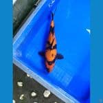 hiutsuri 30 cm female
