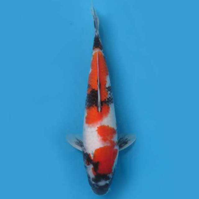 (37cm) SHOWA TATEGOI JOS - TOSAI 