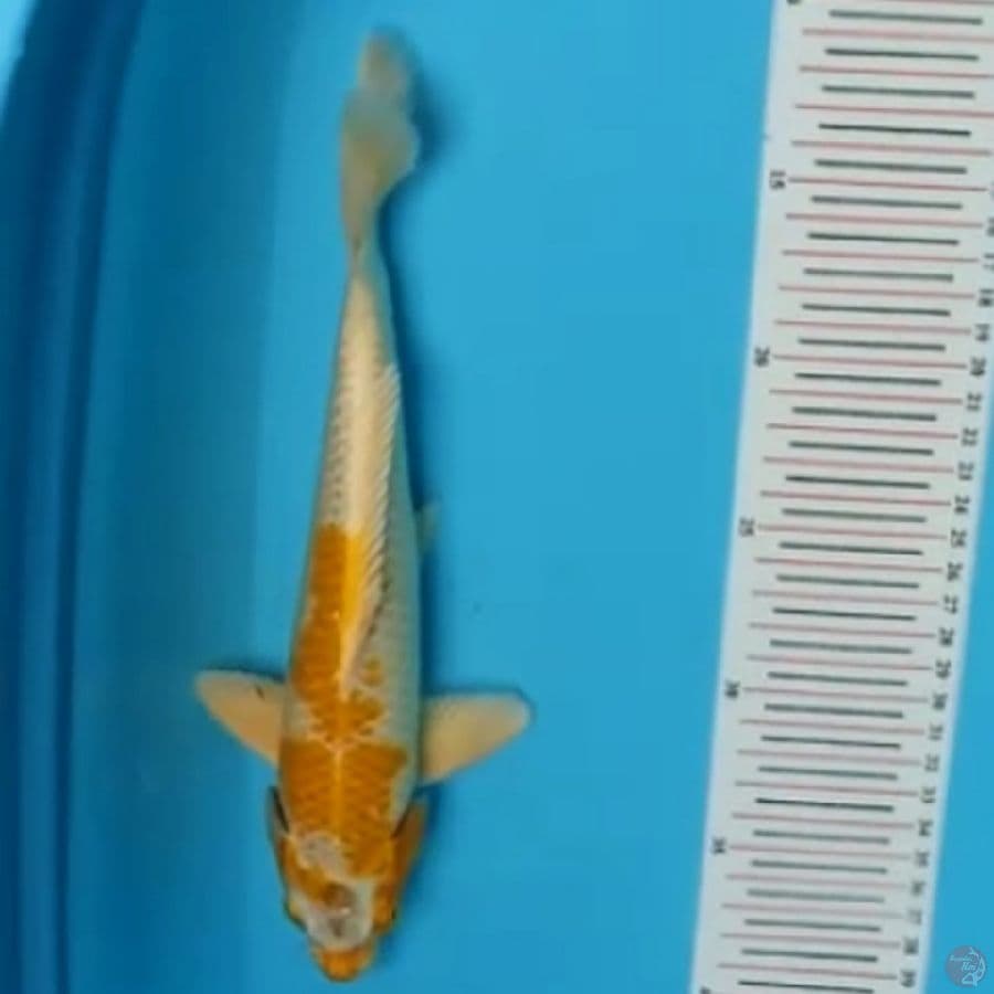 Hariwake 28 cm.