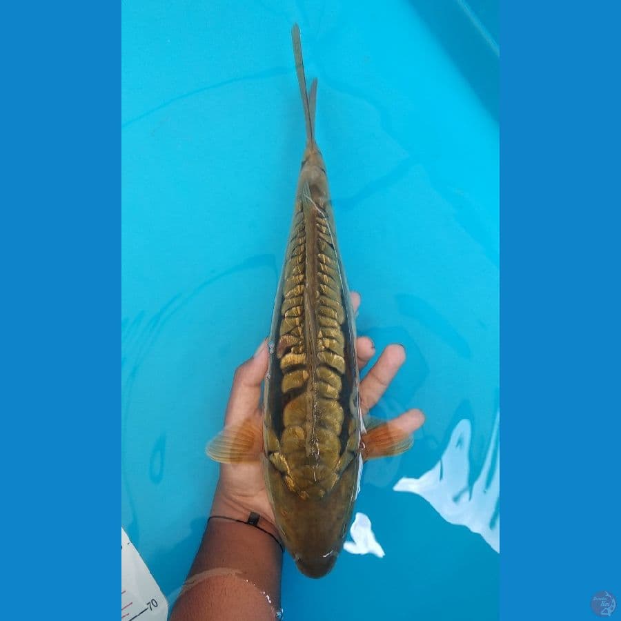 Chagoi Aragoke 37cm Male