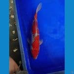 gosiki 37 cm