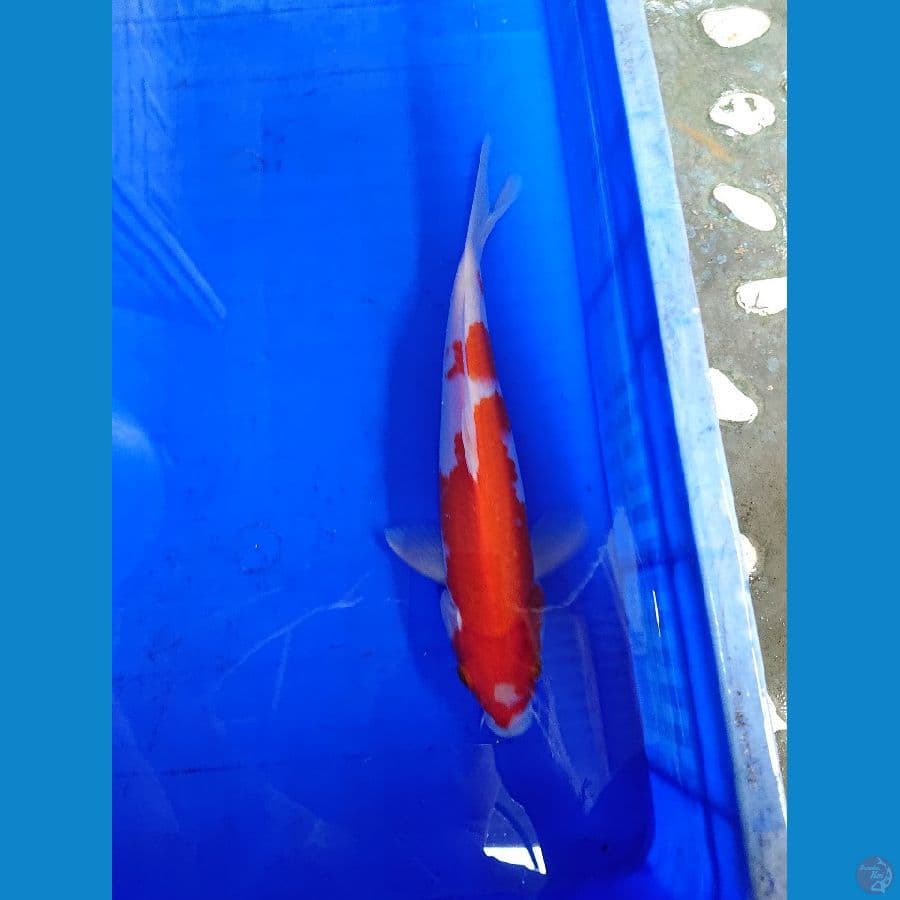 kohaku 30 cm